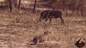 охота