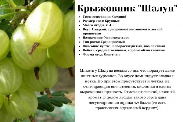 Крыжовник "Шалун"