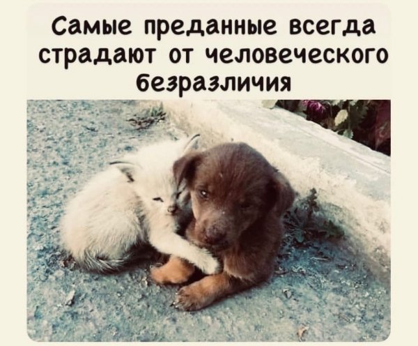 Самые преданные...