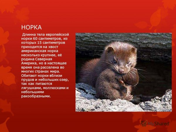 Норка