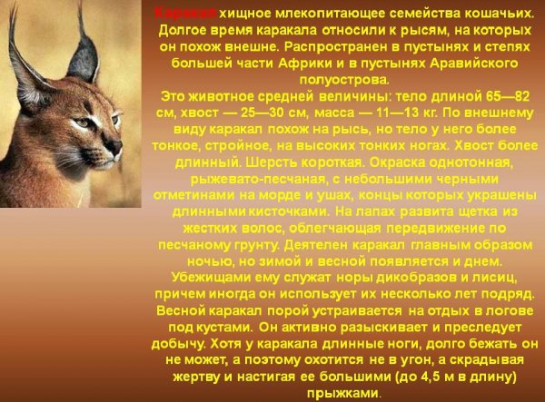 Каракал