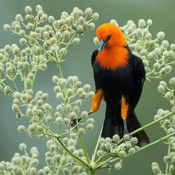 ed88bb966a394b4eebb4204