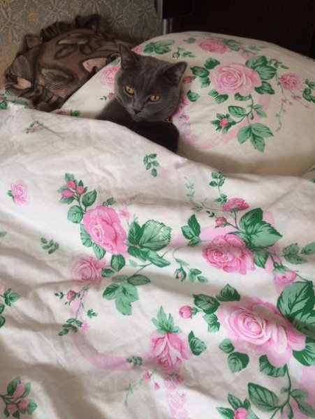 picture_171271552