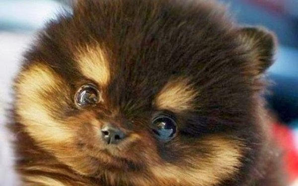 cute-fluffy-animals-26