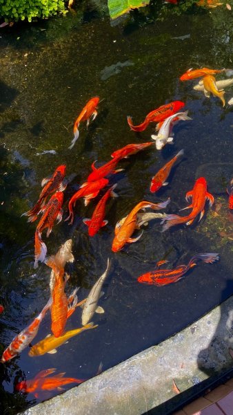 Декоративный китайский карась