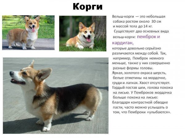 Корги