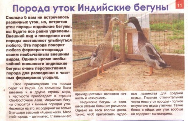 Индийские бегуны