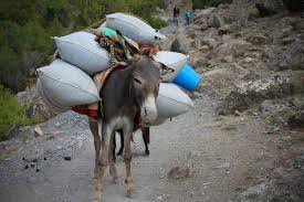 Умный ослик(1)