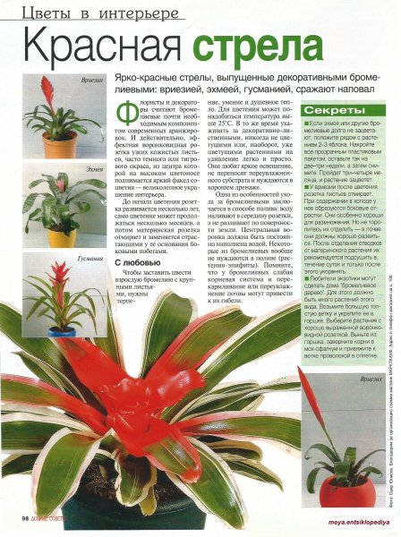 Бромелиевые