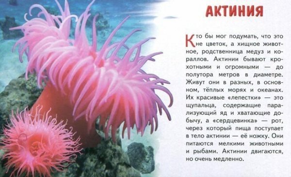Актиния