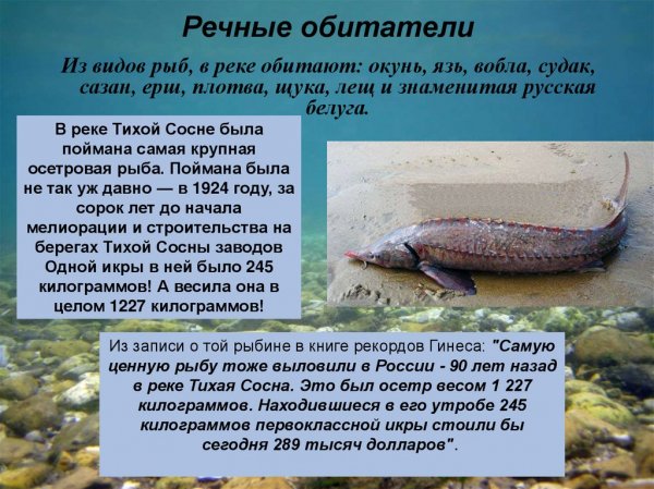 Речные обитатели