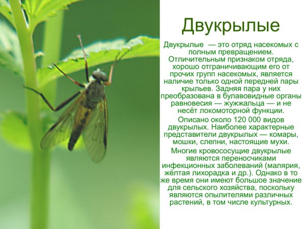 Двукрылые