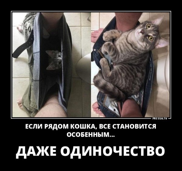 Если рядом кошка