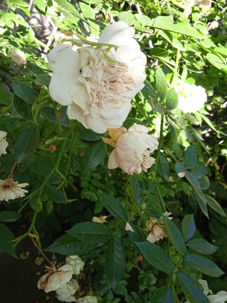 IMG 20250630 170916
