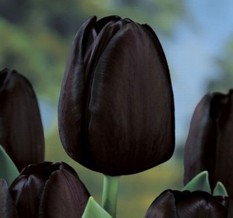tulpan-chornyj
