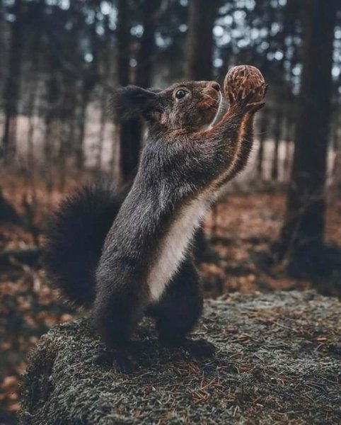 красавица лесная