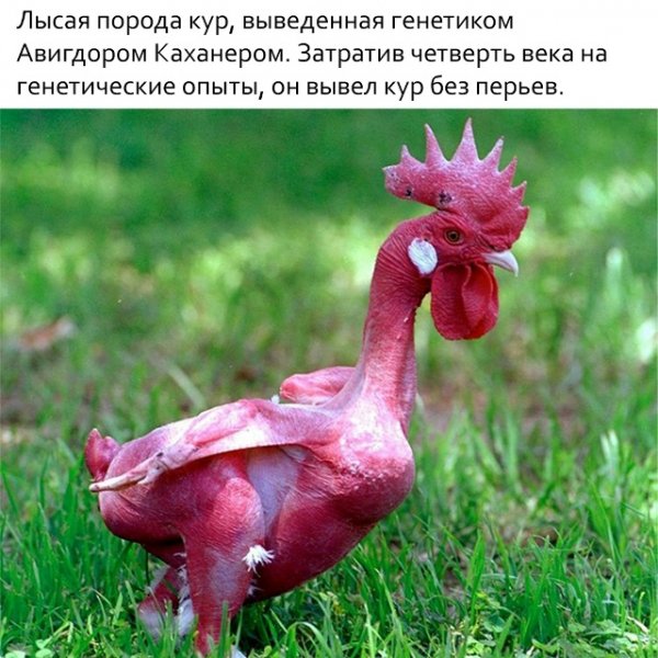 Голый петух