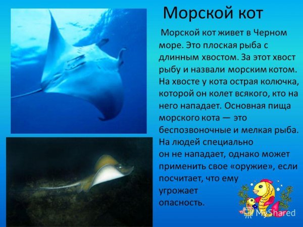 Морской кот