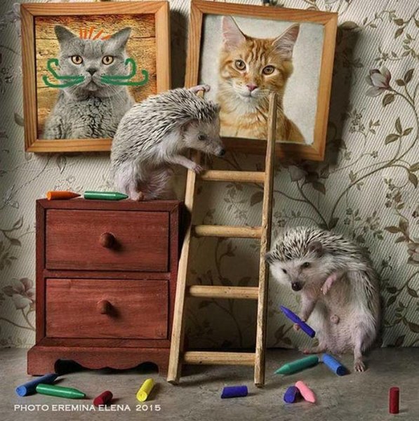 тайная жизнь ежей)