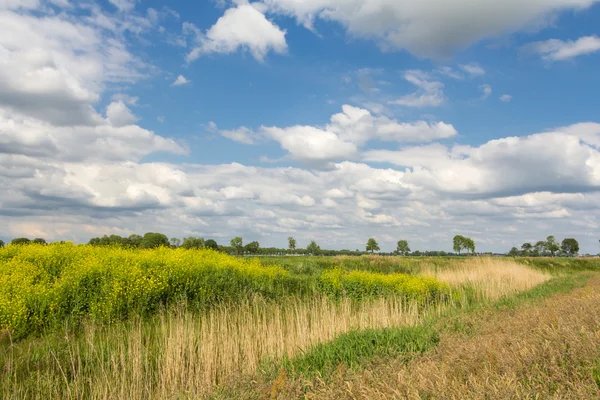 Wild-landscape-rapeseed