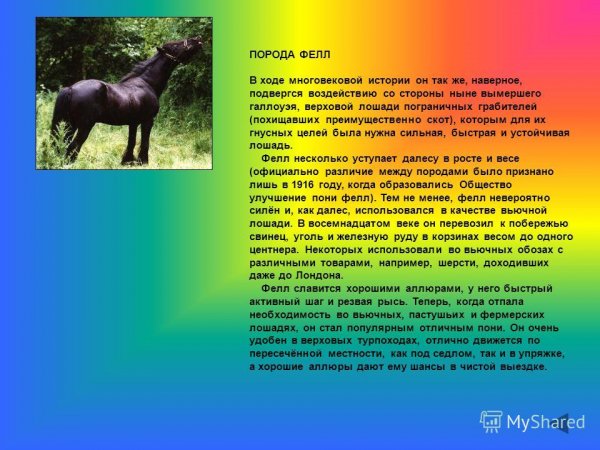 Порода фелл