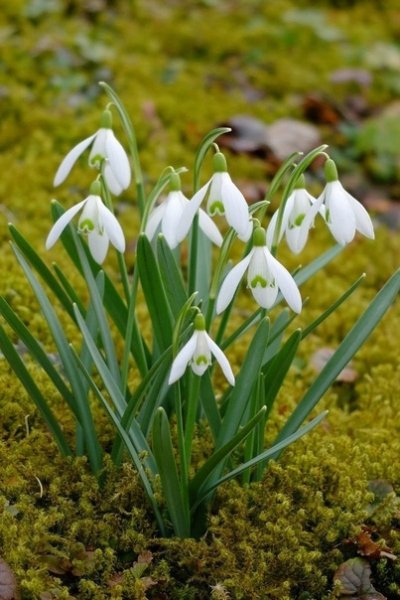 Подснежники