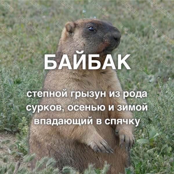 LuibDCMTYzA