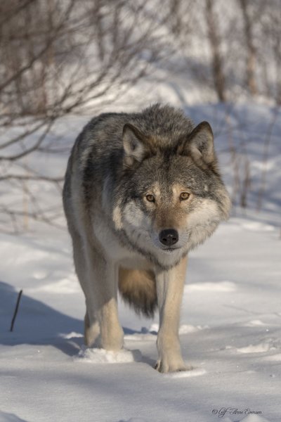 По снежной пороше