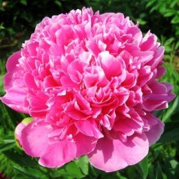 5e8c1c576cde3e1e3c98d1323a424b5c8