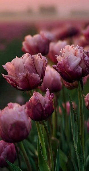 Арт Природа