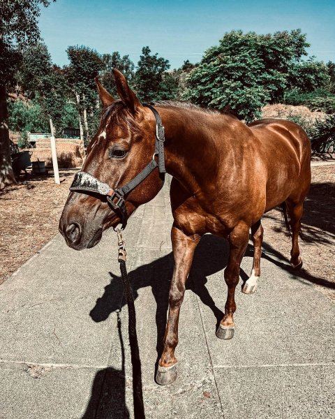 MEDIA # OF HORSE