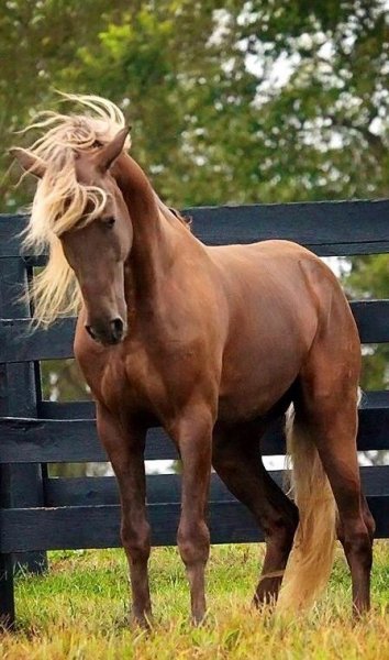 horse-love