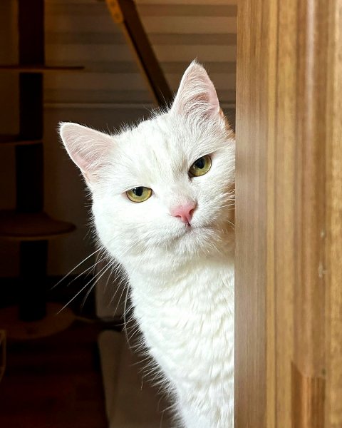 Взгляд Испепеляющий!!!