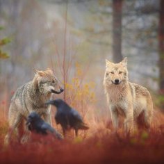 YxMMDY3OGFiYmI2ZDYyNGNlLzg4NDY0NDAwLmYuMjM2LjIzNi4wLmpwZw==