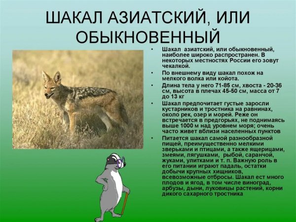 Шакал