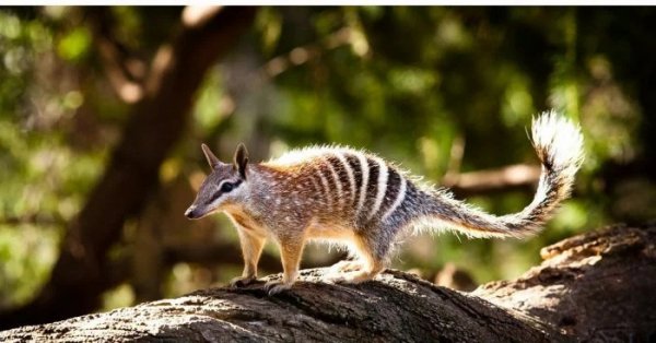 Сумчатый муравьед