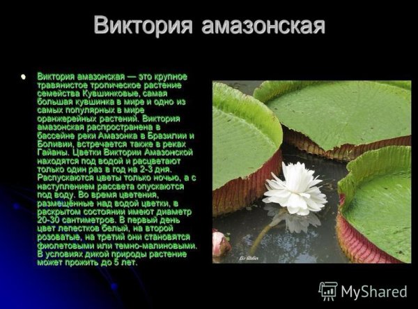 Виктория амазонская