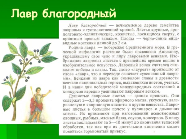 Лавр благородный