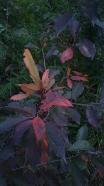 picture_398632404