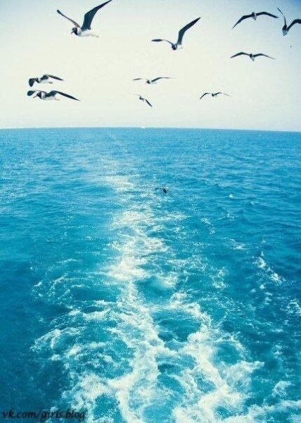 Чайки за кормой