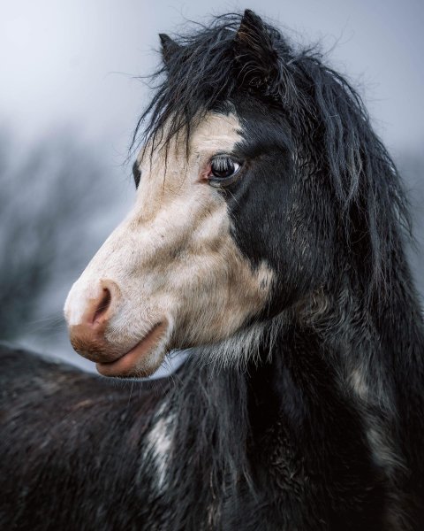 MEDIA # OF HORSE