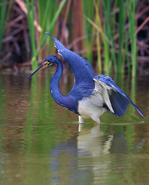 Голубая цапля