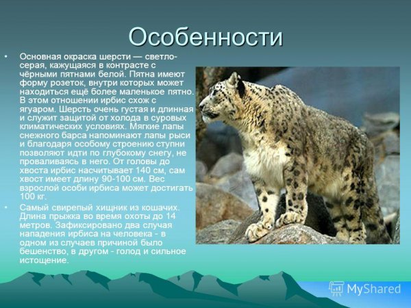 Ирбис