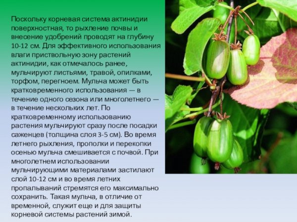 Актинидия. Агротехника