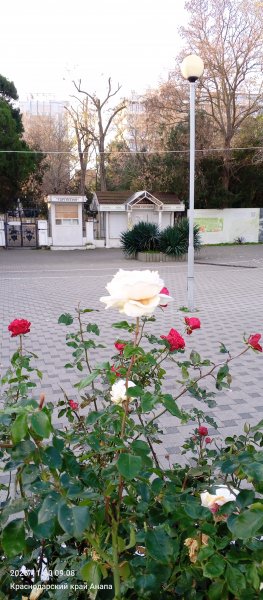 Анапа. Розы уходящей осени.