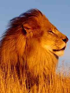 Lion