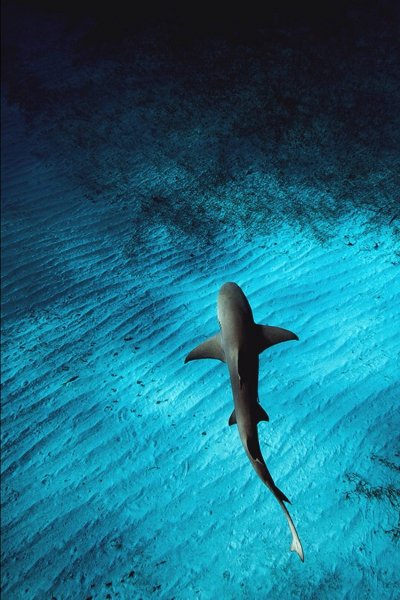 Desktop-wallpaper-mobile-ocean-shark