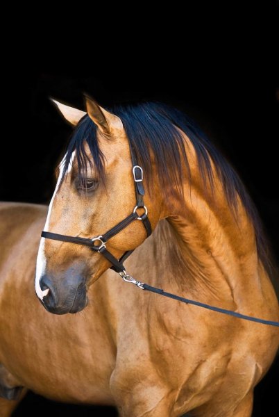 Horses