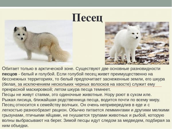 Песец