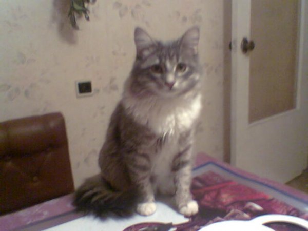 Мой кот Макс